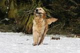 GOLDEN RETRIEVER 799